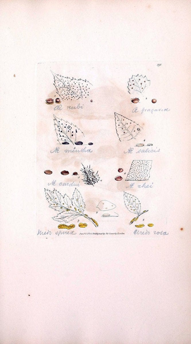 Coloured figures of English fungi or mushrooms. London,Printed by J. Davis,1797-[1809]. | England Mushrooms  | Vintage Print Reproduction 455930
