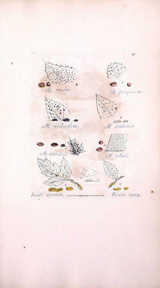 Coloured figures of English fungi or mushrooms. London,Printed by J. Davis,1797-[1809]. | England Mushrooms  | Vintage Print Reproduction 455930