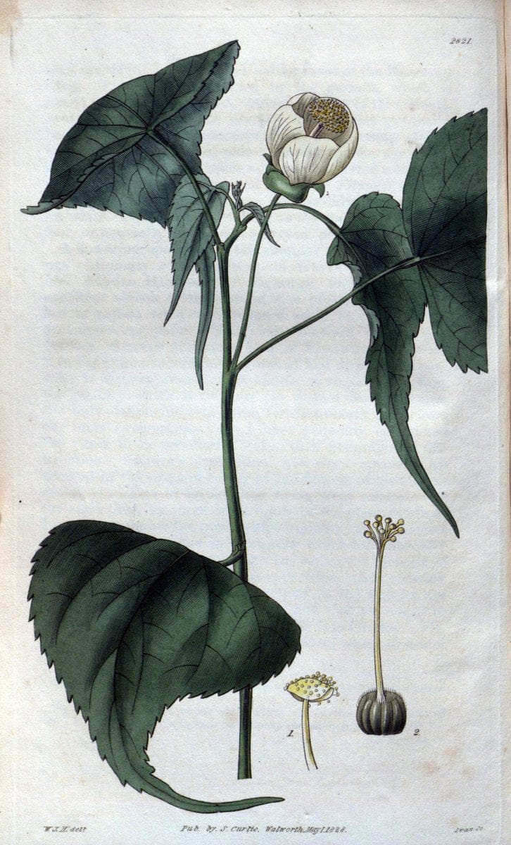 Curtis's botanical magazine. London ; New York [etc.] :Academic Press [etc.]. | "Botanical illustration" Botany Periodicals "Pictorial works" "Plants, Ornamental"  | Vintage Print Reproduction 455931