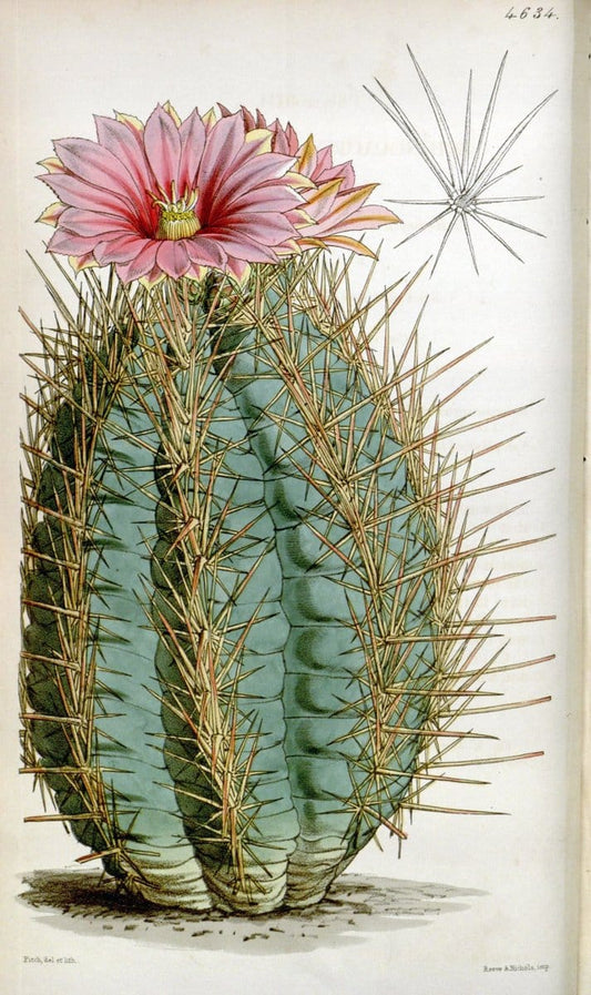 Curtis's botanical magazine. London ; New York [etc.] :Academic Press [etc.]. | "Botanical illustration" Botany Periodicals "Pictorial works" "Plants, Ornamental"  | Vintage Print Reproduction 455933