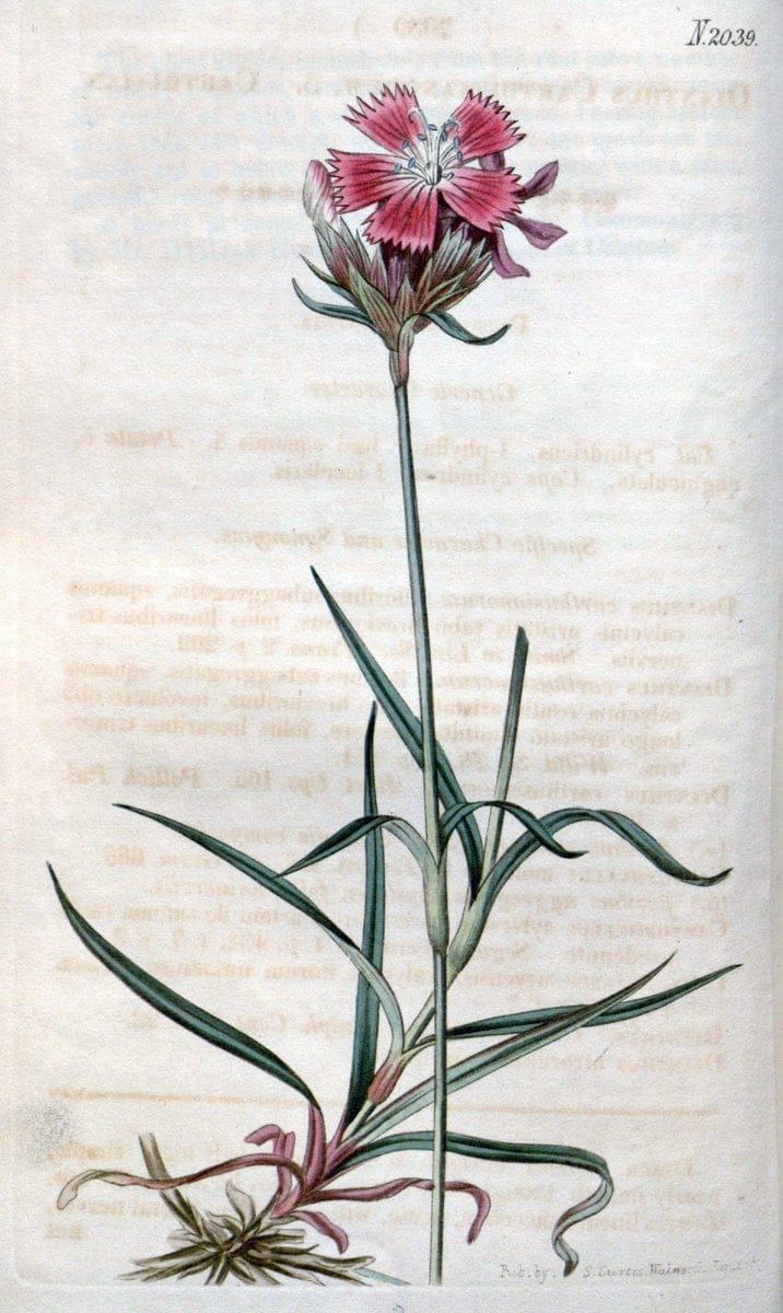 Curtis's botanical magazine. London ; New York [etc.] :Academic Press [etc.]. | "Botanical illustration" Botany Periodicals "Pictorial works" "Plants, Ornamental"  | Vintage Print Reproduction 455934