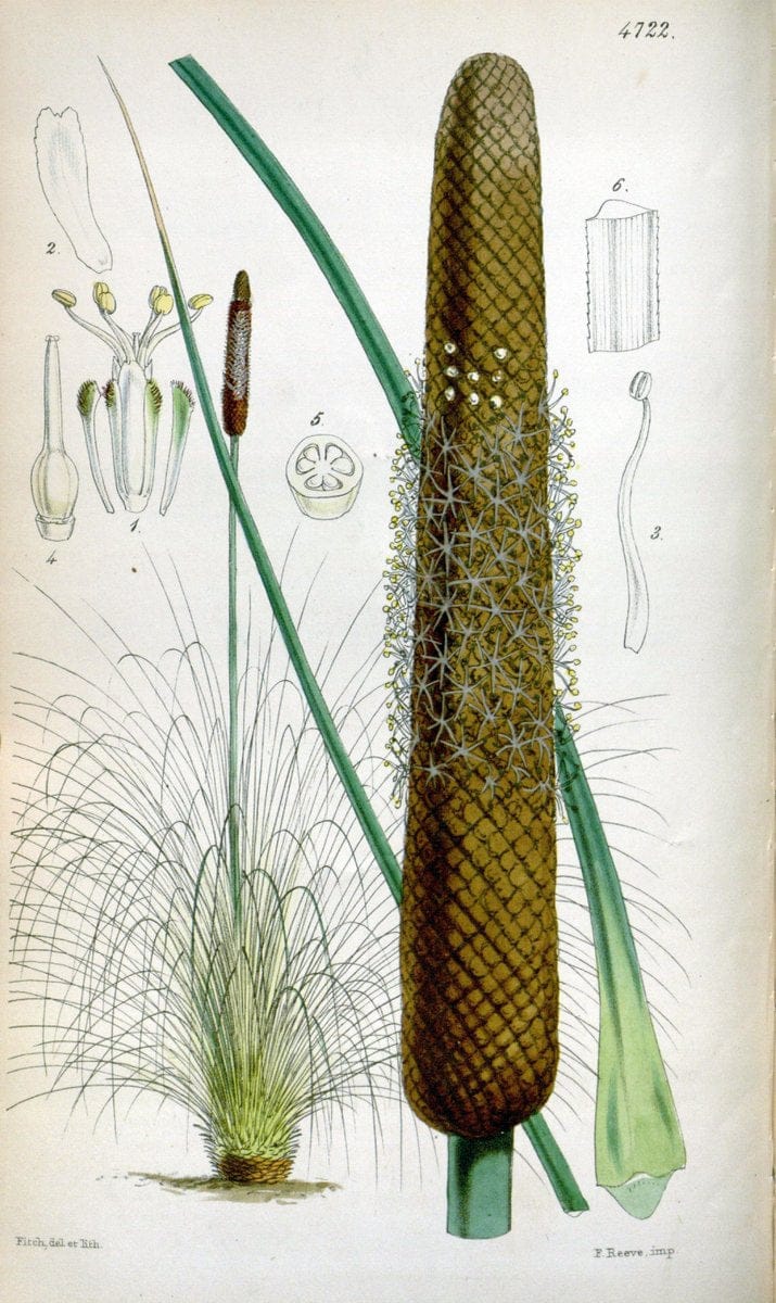 Curtis's botanical magazine. London ; New York [etc.] :Academic Press [etc.]. | "Botanical illustration" Botany Periodicals "Pictorial works" "Plants, Ornamental"  | Vintage Print Reproduction 455935