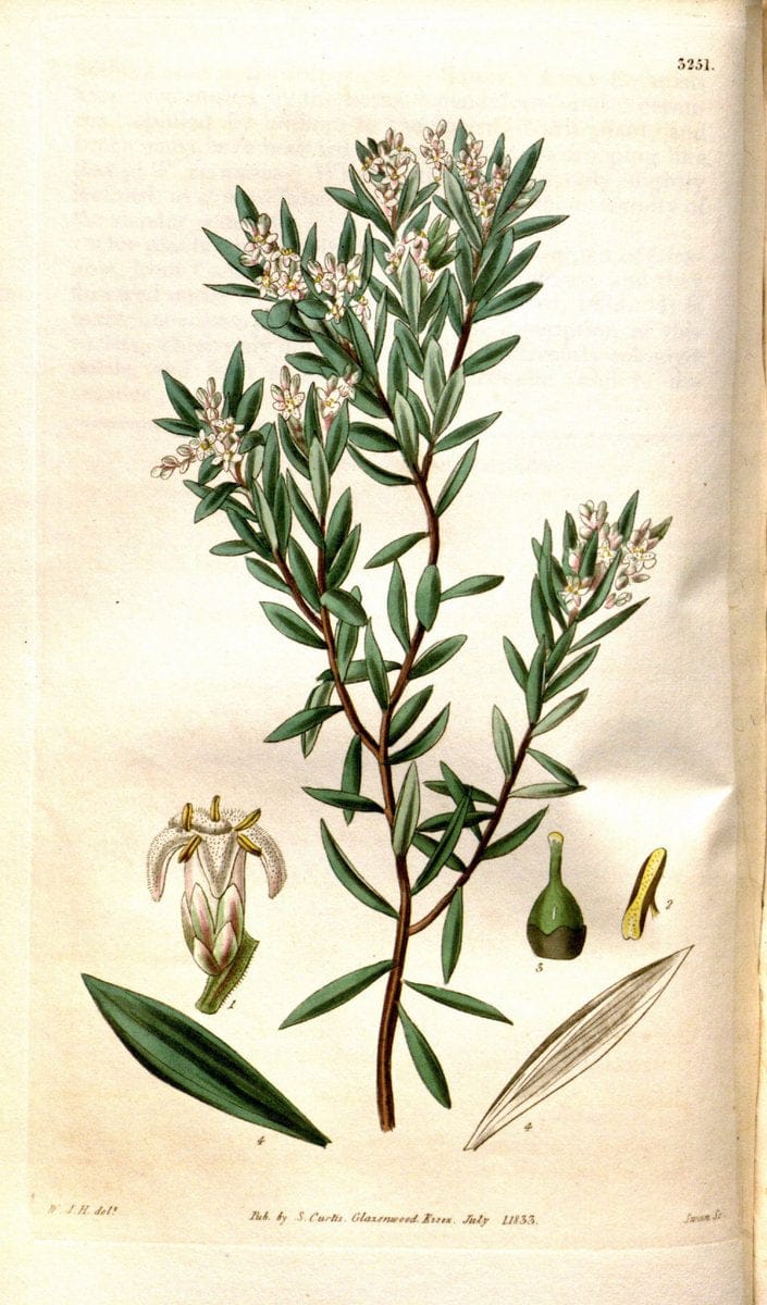 Curtis's botanical magazine. London ; New York [etc.] :Academic Press [etc.]. | "Botanical illustration" Botany Periodicals "Pictorial works" "Plants, Ornamental"  | Vintage Print Reproduction 455937