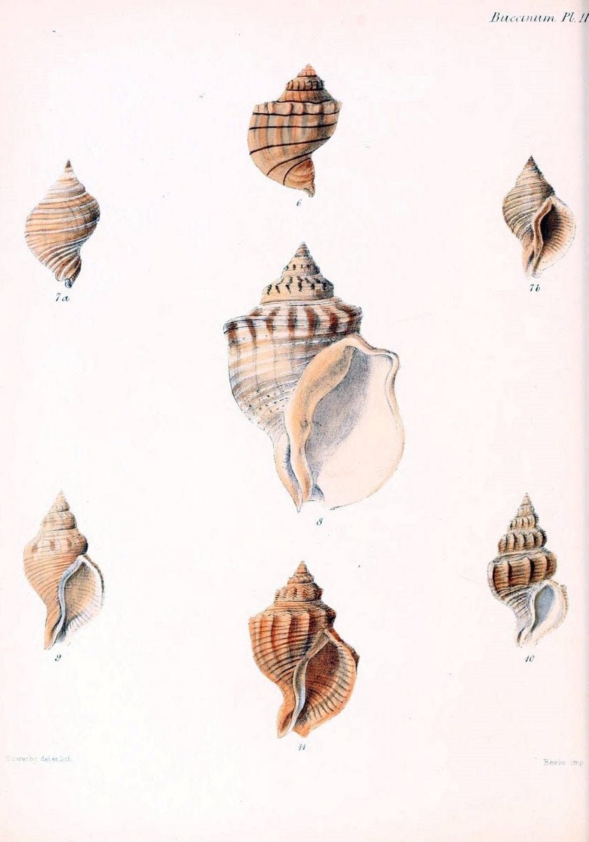 Conchologia iconica, or, Illustrations of the shells of molluscous animals /.London :Reeve, Brothers,1843-1878.. |  | Vintage Print Reproduction 455938