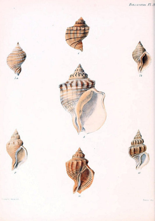 Conchologia iconica, or, Illustrations of the shells of molluscous animals /.London :Reeve, Brothers,1843-1878.. |  | Vintage Print Reproduction 455938