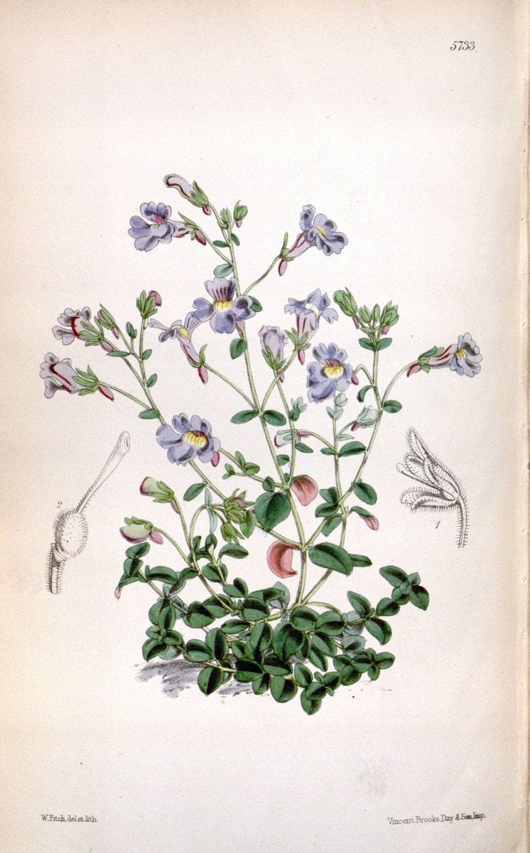 Curtis's botanical magazine. London ; New York [etc.] :Academic Press [etc.]. | "Botanical illustration" Botany Periodicals "Pictorial works" "Plants, Ornamental"  | Vintage Print Reproduction 455939