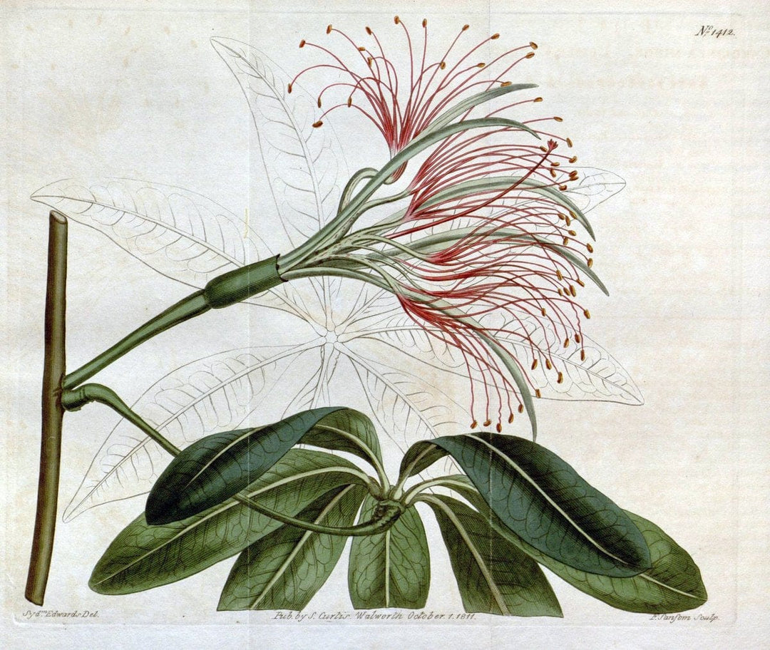 Curtis's botanical magazine. London ; New York [etc.] :Academic Press [etc.]. | "Botanical illustration" Botany Periodicals "Pictorial works" "Plants, Ornamental"  | Vintage Print Reproduction 455940