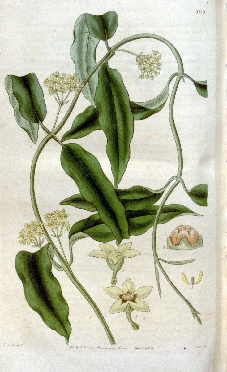 Curtis's botanical magazine. London ; New York [etc.] :Academic Press [etc.]. | "Botanical illustration" Botany Periodicals "Pictorial works" "Plants, Ornamental"  | Vintage Print Reproduction 455941