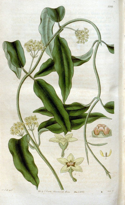 Curtis's botanical magazine. London ; New York [etc.] :Academic Press [etc.]. | "Botanical illustration" Botany Periodicals "Pictorial works" "Plants, Ornamental"  | Vintage Print Reproduction 455941