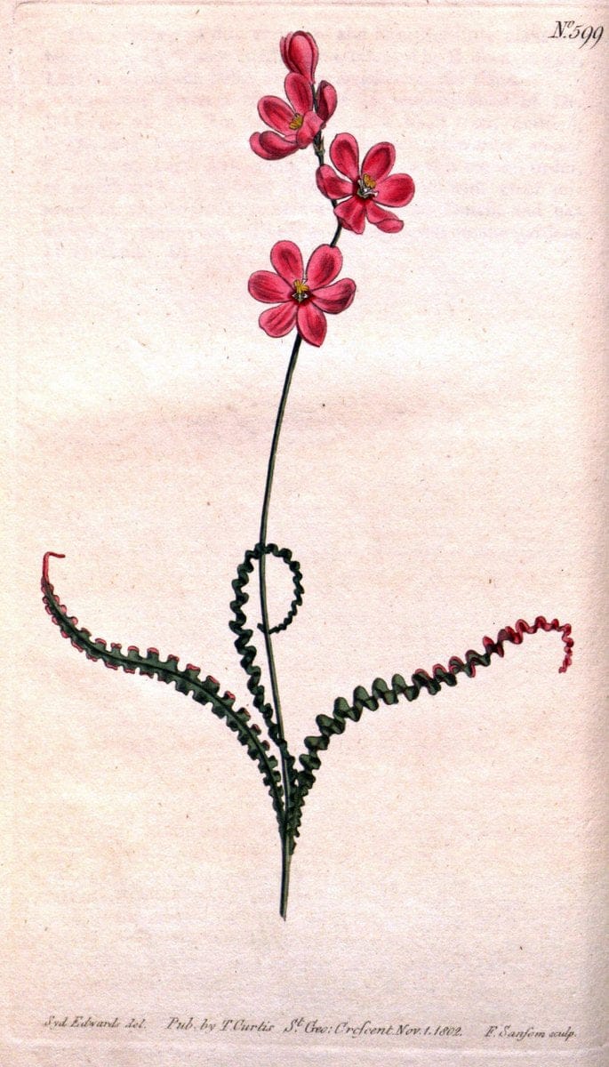 Curtis's botanical magazine. London ;New York [etc.] :Academic Press [etc.]. | Botany Periodicals "Pictorial works"  | Vintage Print Reproduction 455942