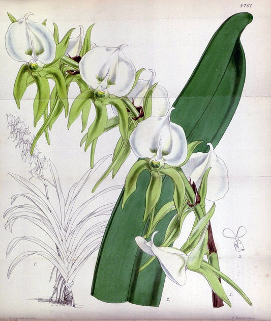 Curtis's botanical magazine. London ;New York [etc.] :Academic Press [etc.]. | Botany Periodicals "Pictorial works"  | Vintage Print Reproduction 455943