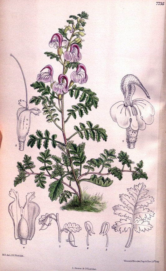 Curtis's botanical magazine. London ;New York [etc.] :Academic Press [etc.]. | Botany Periodicals "Pictorial works"  | Vintage Print Reproduction 455944
