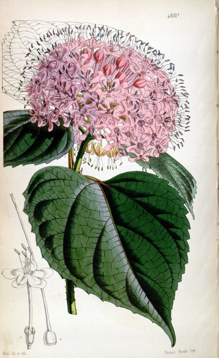 Curtis's botanical magazine. London ;New York [etc.] :Academic Press [etc.]. | Botany Periodicals "Pictorial works"  | Vintage Print Reproduction 455945