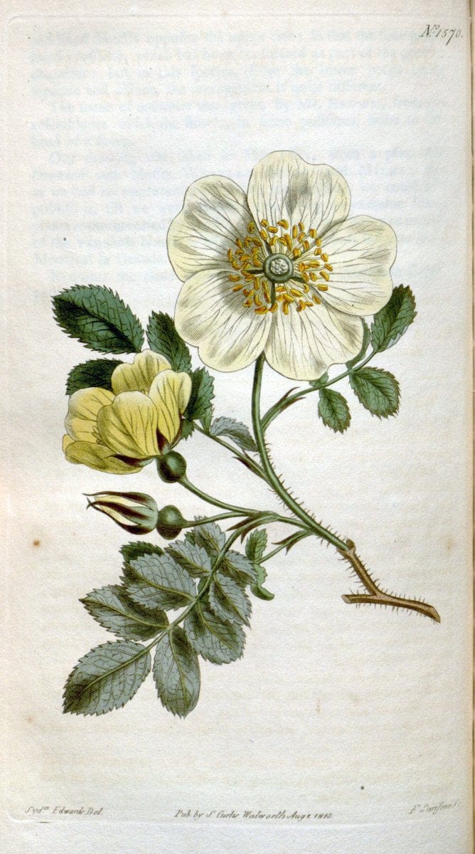 Curtis's botanical magazine. London ; New York [etc.] :Academic Press [etc.]. | "Botanical illustration" Botany Periodicals "Pictorial works" "Plants, Ornamental"  | Vintage Print Reproduction 455946