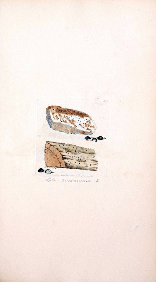 Coloured figures of English fungi or mushrooms. London,Printed by J. Davis,1797-[1809]. | England Mushrooms  | Vintage Print Reproduction 455947
