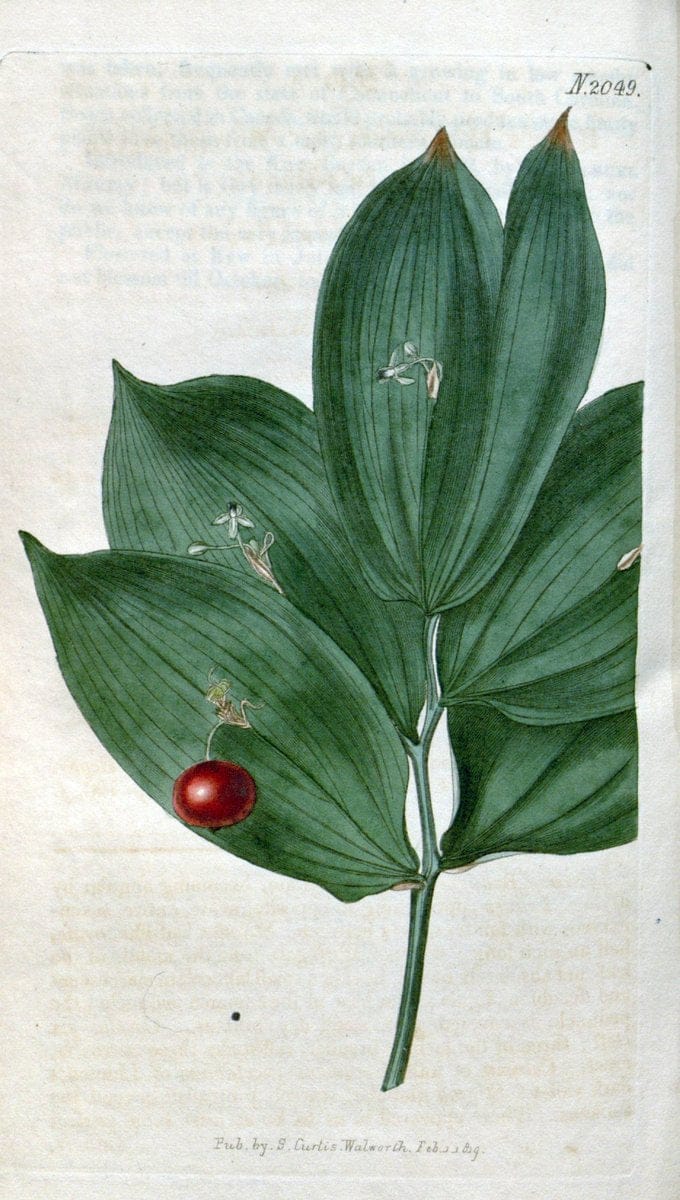 Curtis's botanical magazine. London ; New York [etc.] :Academic Press [etc.]. | "Botanical illustration" Botany Periodicals "Pictorial works" "Plants, Ornamental"  | Vintage Print Reproduction 455948