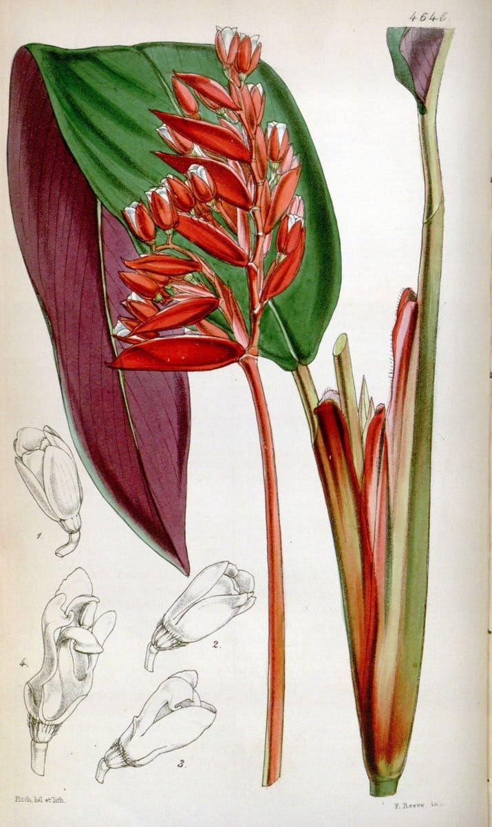 Curtis's botanical magazine. London ; New York [etc.] :Academic Press [etc.]. | "Botanical illustration" Botany Periodicals "Pictorial works" "Plants, Ornamental"  | Vintage Print Reproduction 455949