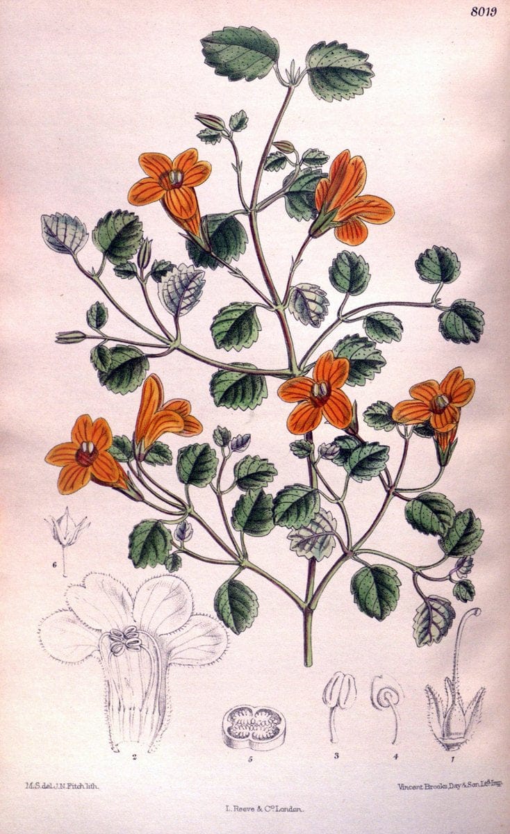 Curtis's botanical magazine. London ; New York [etc.] :Academic Press [etc.]. | "Botanical illustration" Botany Periodicals "Pictorial works" "Plants, Ornamental"  | Vintage Print Reproduction 455950