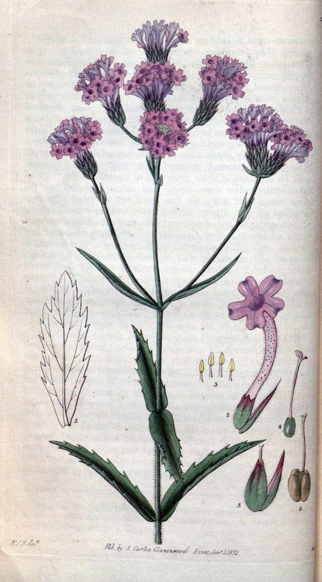 Curtis's botanical magazine. London ; New York [etc.] :Academic Press [etc.]. | "Botanical illustration" Botany Periodicals "Pictorial works" "Plants, Ornamental"  | Vintage Print Reproduction 455951