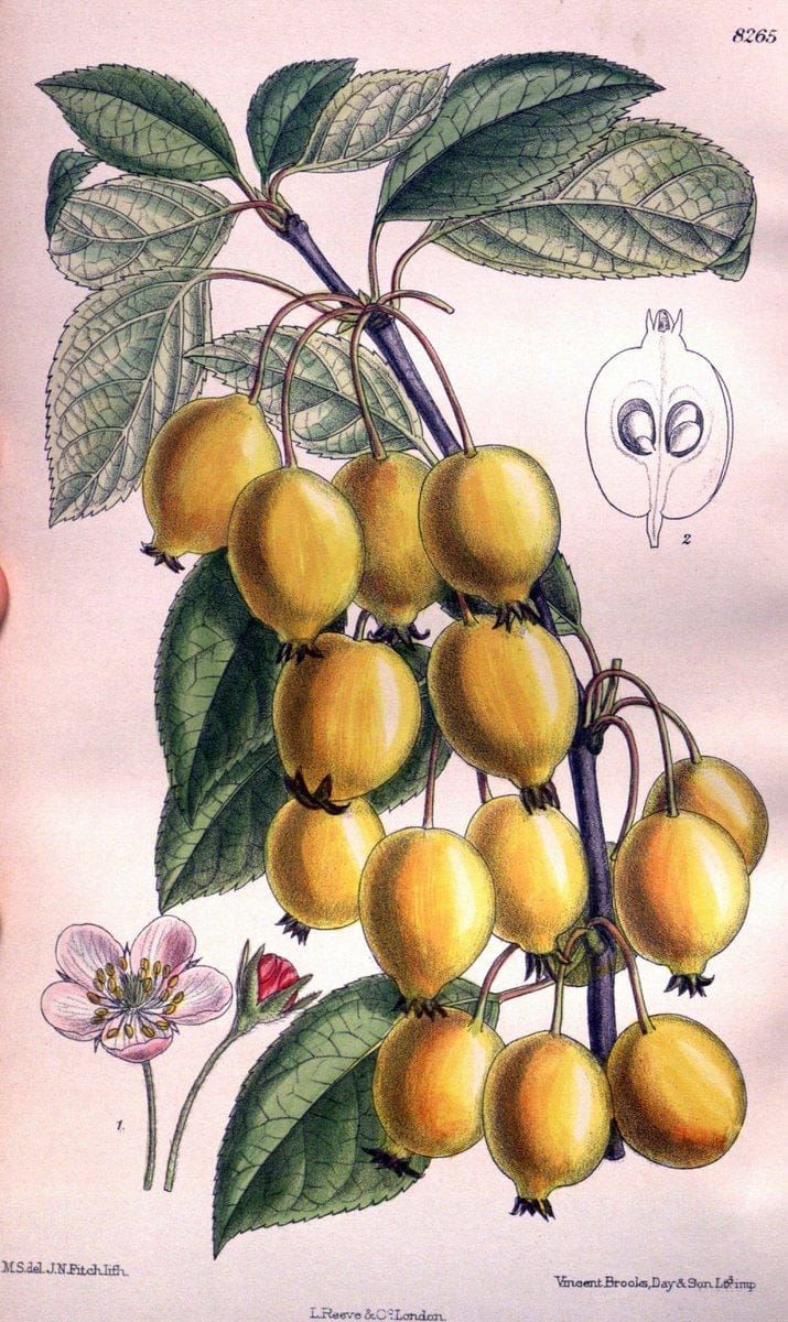 Curtis's botanical magazine. London ; New York [etc.] :Academic Press [etc.]. | "Botanical illustration" Botany Periodicals "Pictorial works" "Plants, Ornamental"  | Vintage Print Reproduction 455952