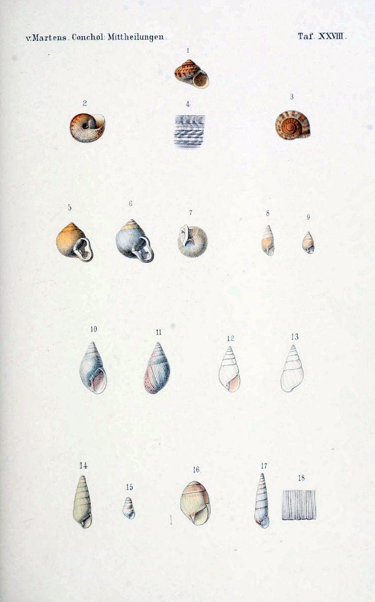 Conchologische Mittheilungen als Fortsetzung der Novitates conchologicae. bd 1 - 3.Cassell :T. Fischer,1880- . |  | Vintage Print Reproduction 455953
