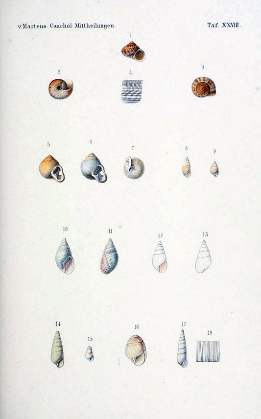 Conchologische Mittheilungen als Fortsetzung der Novitates conchologicae. bd 1 - 3.Cassell :T. Fischer,1880- . |  | Vintage Print Reproduction 455953