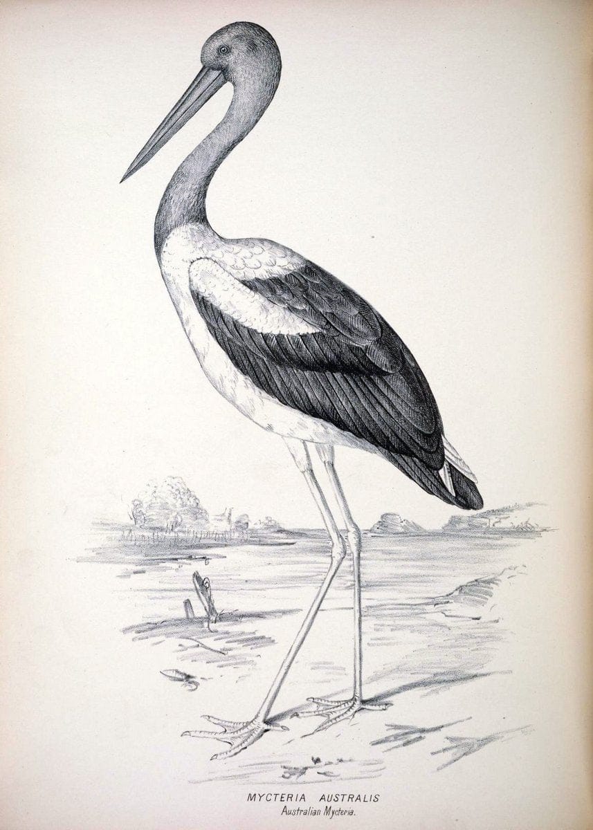 Companion to Gould's Handbook; or, Synopsis of the birds of Australia. Brisbane,Thorne & Greenwell,1877.  | Australia Birds | Vintage Print Reproduction 455954