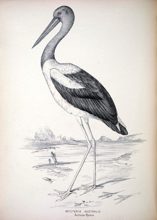 Companion to Gould's Handbook; or, Synopsis of the birds of Australia. Brisbane,Thorne & Greenwell,1877.  | Australia Birds | Vintage Print Reproduction 455954