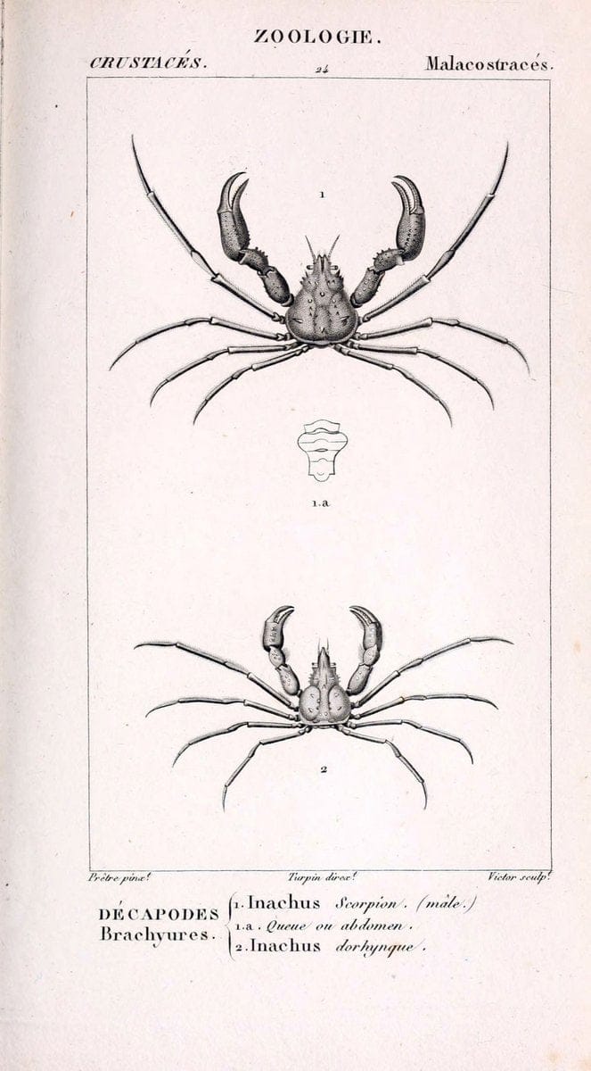 ConsidÃ©rations gÃ©nÃ©rales sur la classe des crustacÃ©s :.Paris :F.G. Levrault,1825.  | Crustacea France Zoology  | Vintage Print Reproduction 455955
