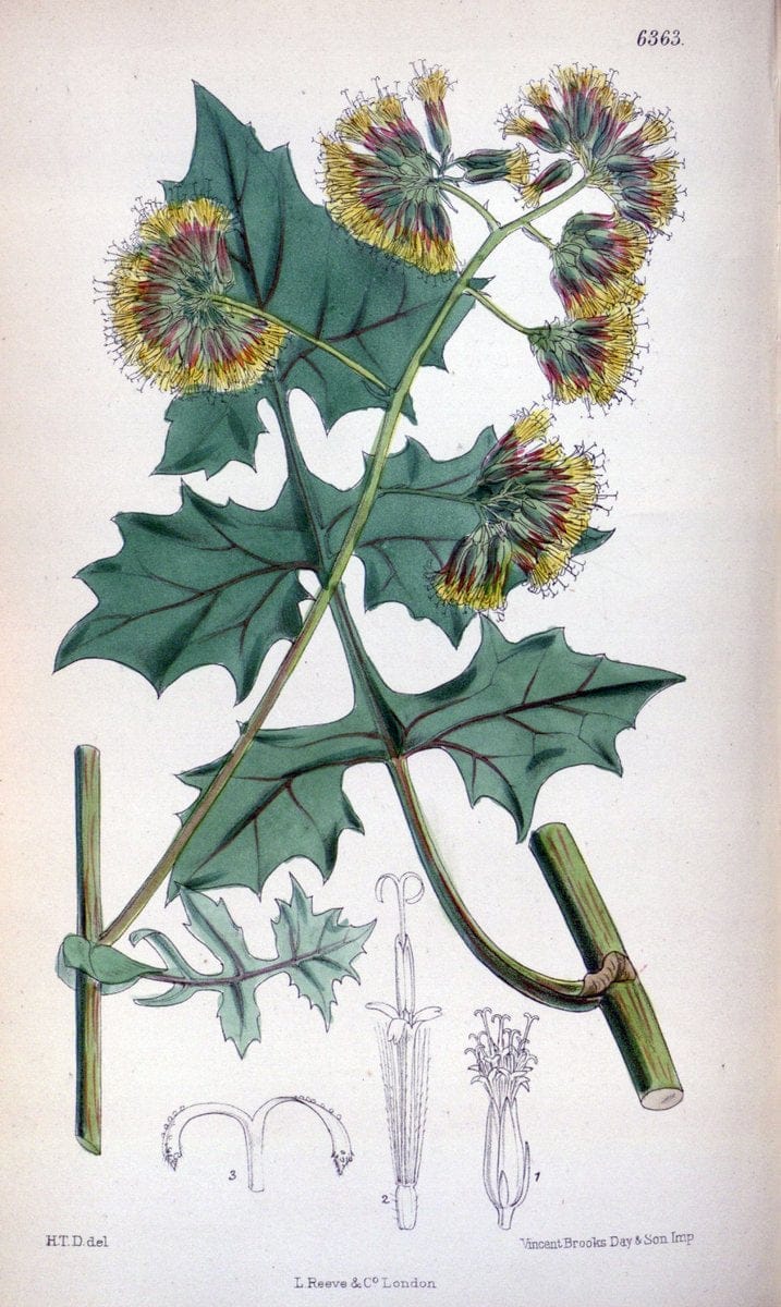 Curtis's botanical magazine. London ; New York [etc.] :Academic Press [etc.]. | "Botanical illustration" Botany Periodicals "Pictorial works" "Plants, Ornamental"  | Vintage Print Reproduction 455956