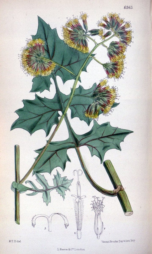 Curtis's botanical magazine. London ; New York [etc.] :Academic Press [etc.]. | "Botanical illustration" Botany Periodicals "Pictorial works" "Plants, Ornamental"  | Vintage Print Reproduction 455956