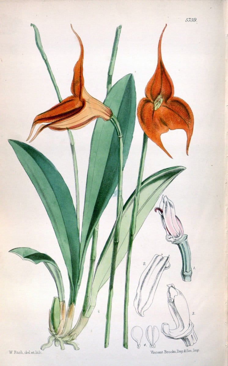 Curtis's botanical magazine. London ; New York [etc.] :Academic Press [etc.]. | "Botanical illustration" Botany Periodicals "Pictorial works" "Plants, Ornamental"  | Vintage Print Reproduction 455957