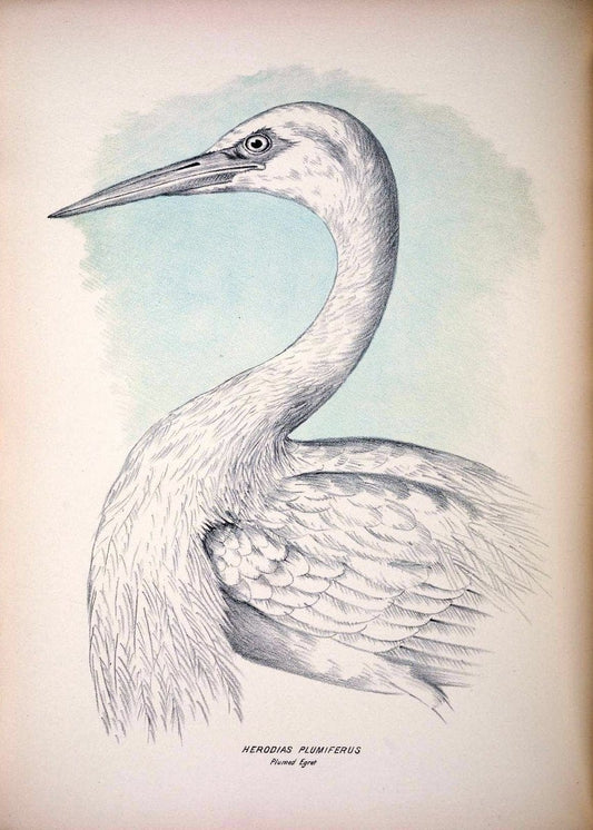 Companion to Gould's Handbook; or, Synopsis of the birds of Australia. Brisbane,Thorne & Greenwell,1877.  | Australia Birds | Vintage Print Reproduction 455958