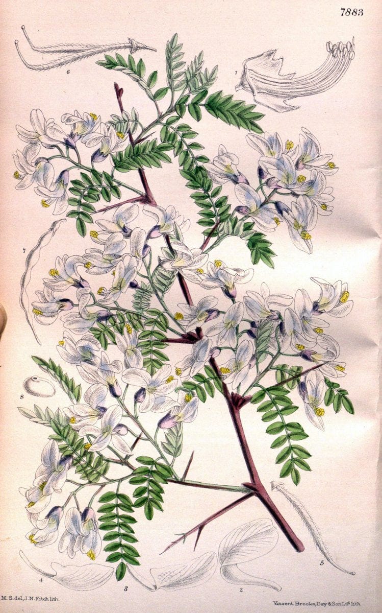 Curtis's botanical magazine. London ; New York [etc.] :Academic Press [etc.]. | "Botanical illustration" Botany Periodicals "Pictorial works" "Plants, Ornamental"  | Vintage Print Reproduction 455959