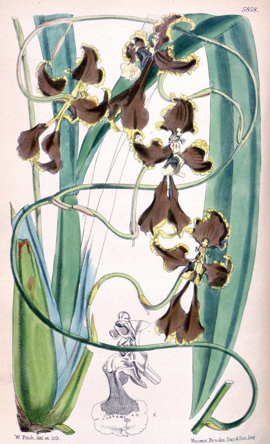 Curtis's botanical magazine. London ; New York [etc.] :Academic Press [etc.]. | "Botanical illustration" Botany Periodicals "Pictorial works" "Plants, Ornamental"  | Vintage Print Reproduction 455960