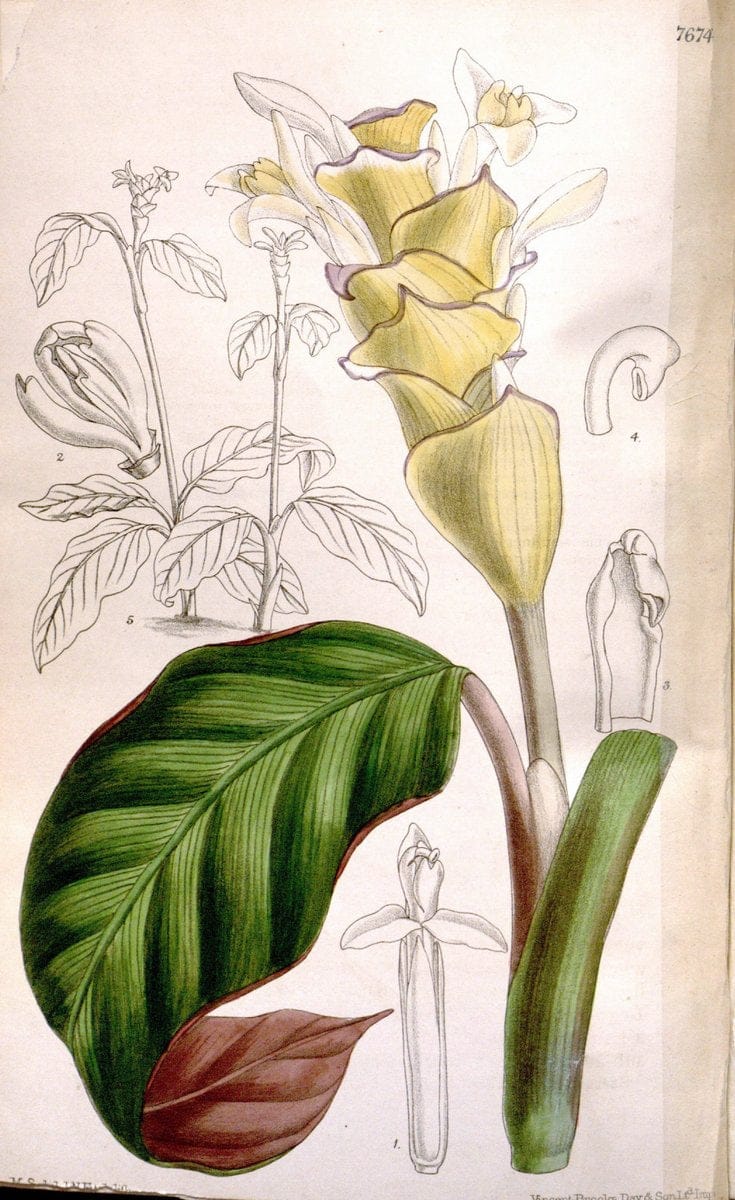 Curtis's botanical magazine. London ; New York [etc.] :Academic Press [etc.]. | "Botanical illustration" Botany Periodicals "Pictorial works" "Plants, Ornamental"  | Vintage Print Reproduction 455961