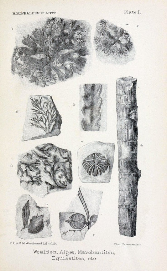 Catalogue of the Mesozoic plants in the Department of Geology, British Museum (Natural History).London,Trustees of the B.M.,1894-1915.  | Vintage Print Reproduction 455962