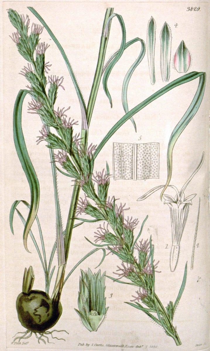 Curtis's botanical magazine. London ; New York [etc.] :Academic Press [etc.]. | "Botanical illustration" Botany Periodicals "Pictorial works" "Plants, Ornamental"  | Vintage Print Reproduction 455963