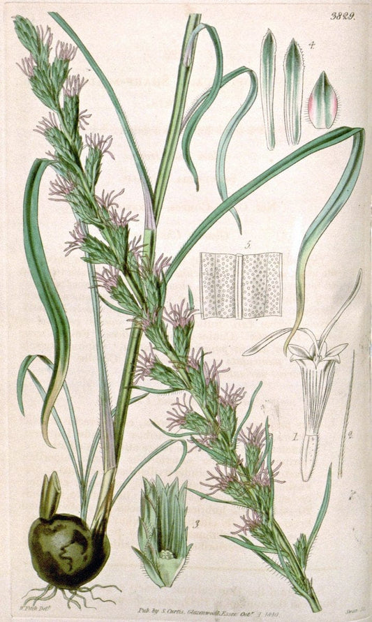 Curtis's botanical magazine. London ; New York [etc.] :Academic Press [etc.]. | "Botanical illustration" Botany Periodicals "Pictorial works" "Plants, Ornamental"  | Vintage Print Reproduction 455963
