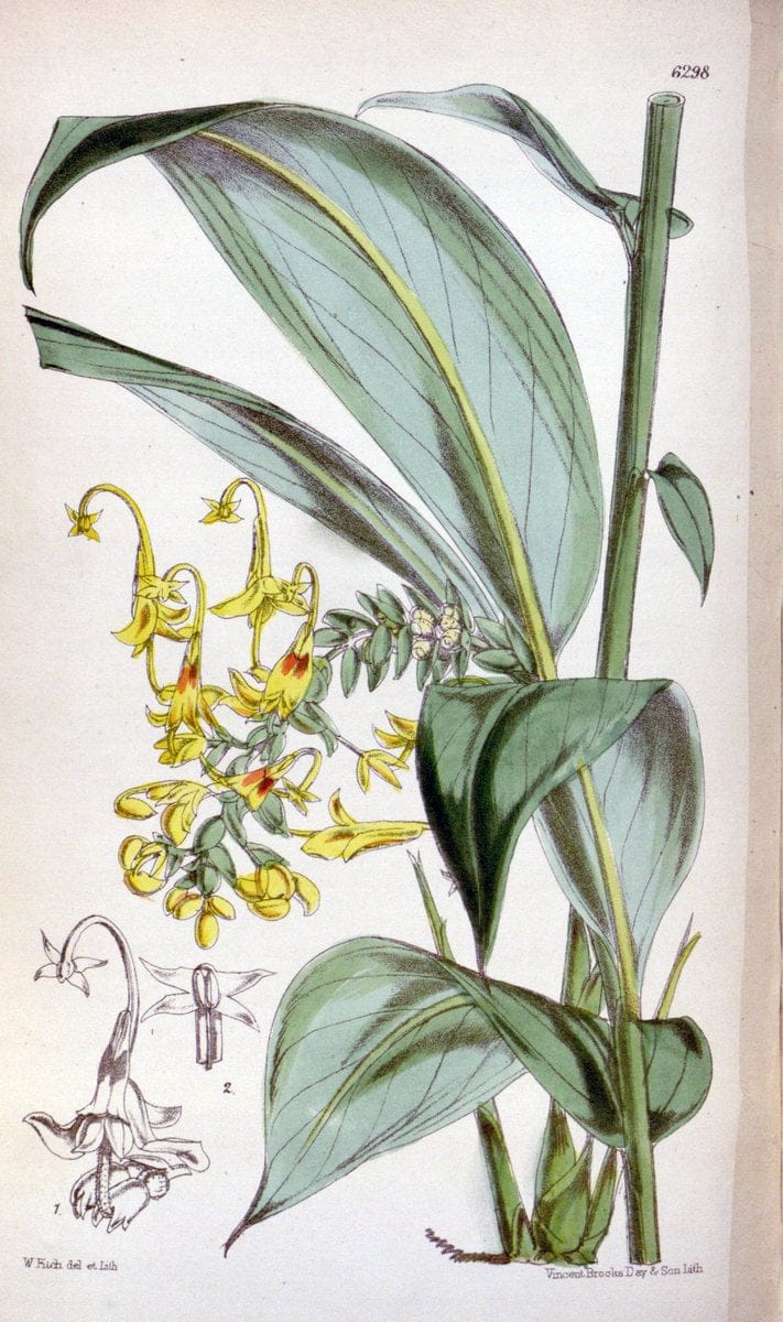 Curtis's botanical magazine. London ; New York [etc.] :Academic Press [etc.]. | "Botanical illustration" Botany Periodicals "Pictorial works" "Plants, Ornamental"  | Vintage Print Reproduction 455964