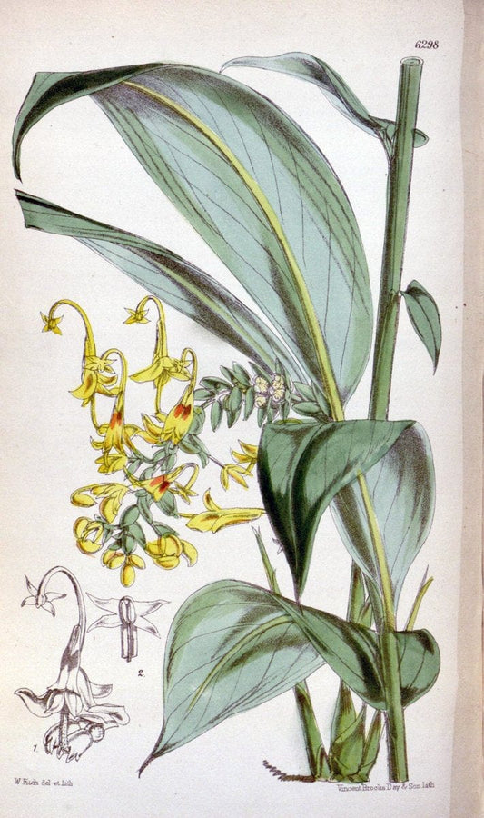 Curtis's botanical magazine. London ; New York [etc.] :Academic Press [etc.]. | "Botanical illustration" Botany Periodicals "Pictorial works" "Plants, Ornamental"  | Vintage Print Reproduction 455964