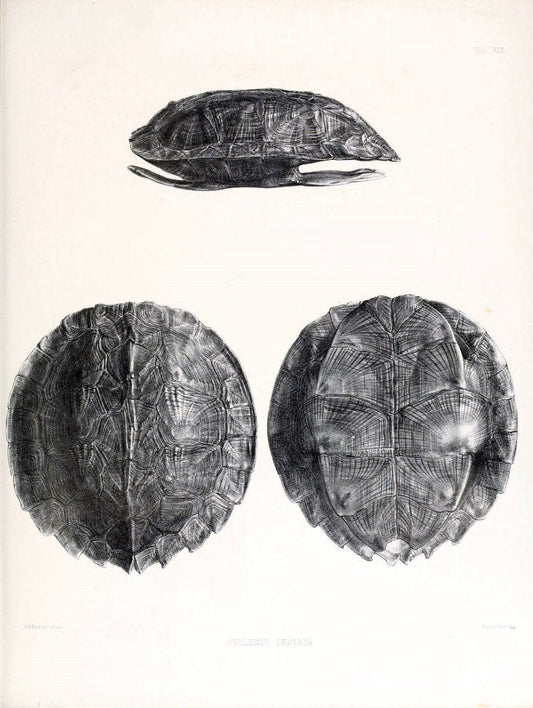 Catalogue of shield reptiles in the collection of the British Museum /.London :Printed by order of the Trustees,1855-1872.  | Vintage Print Reproduction 455965