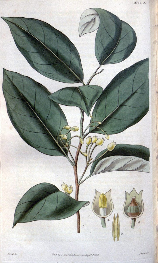Curtis's botanical magazine..London ;New York [etc.] :Academic Press [etc.]. |  | Vintage Print Reproduction 455966