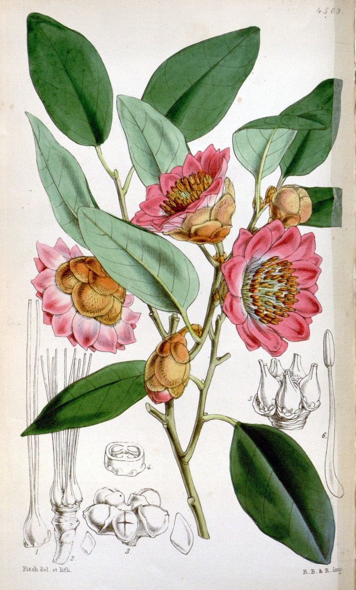 Curtis's botanical magazine. London ;New York [etc.] :Academic Press [etc.]. | Botany Periodicals "Pictorial works"  | Vintage Print Reproduction 455967