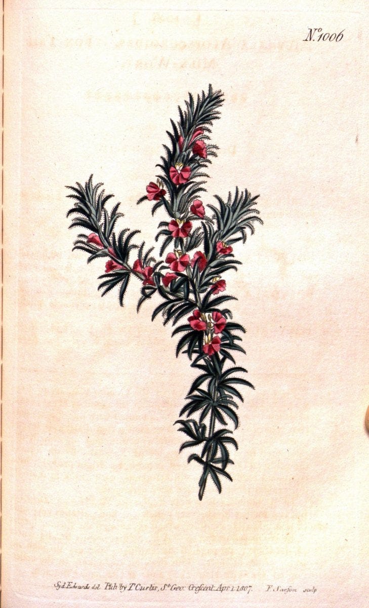 Curtis's botanical magazine. London ;New York [etc.] :Academic Press [etc.]. | Botany Periodicals "Pictorial works"  | Vintage Print Reproduction 455968