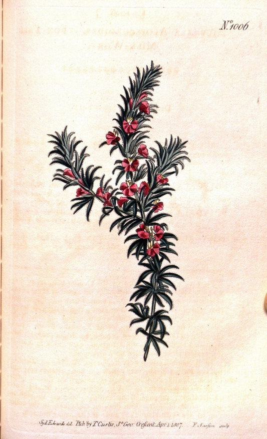 Curtis's botanical magazine. London ;New York [etc.] :Academic Press [etc.]. | Botany Periodicals "Pictorial works"  | Vintage Print Reproduction 455968