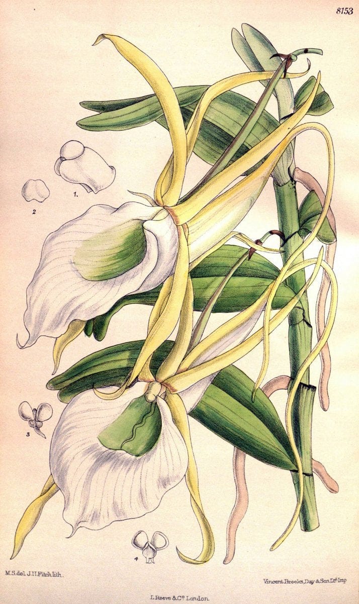 Curtis's botanical magazine. London ;New York [etc.] :Academic Press [etc.]. | Botany Periodicals "Pictorial works"  | Vintage Print Reproduction 455969