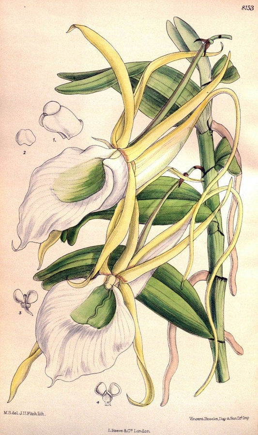 Curtis's botanical magazine. London ;New York [etc.] :Academic Press [etc.]. | Botany Periodicals "Pictorial works"  | Vintage Print Reproduction 455969