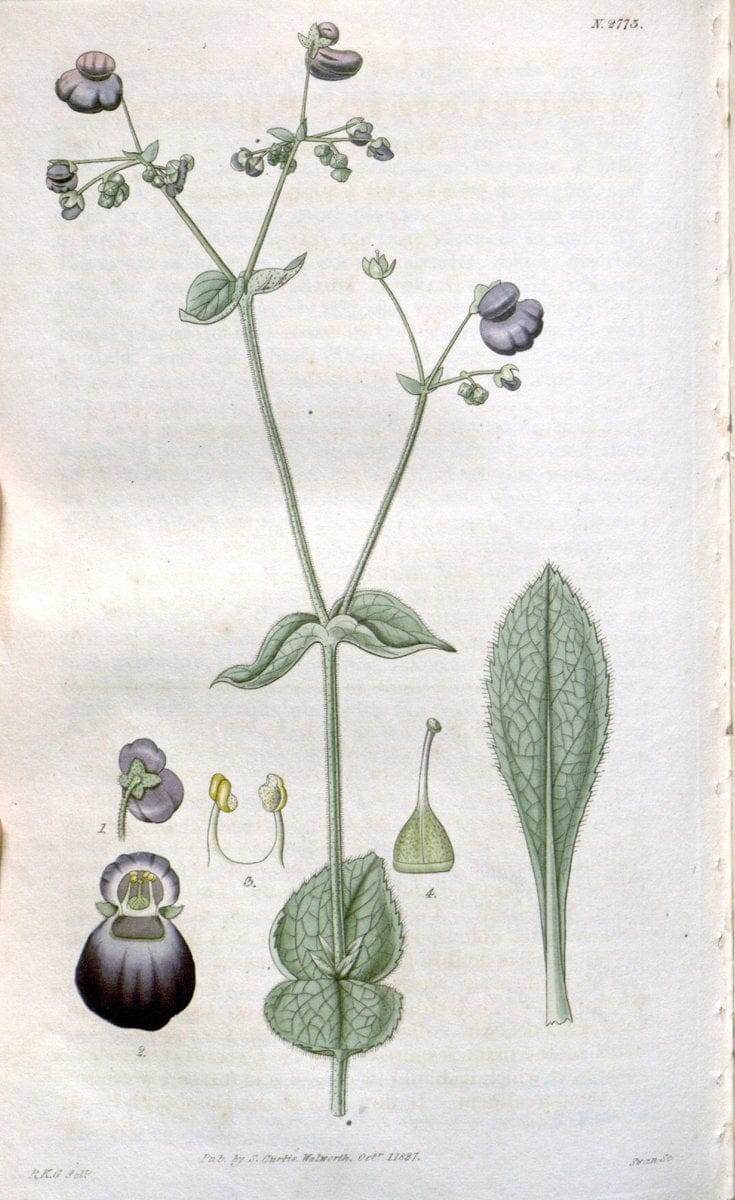 Curtis's botanical magazine. London ;New York [etc.] :Academic Press [etc.]. | Botany Periodicals "Pictorial works"  | Vintage Print Reproduction 455970