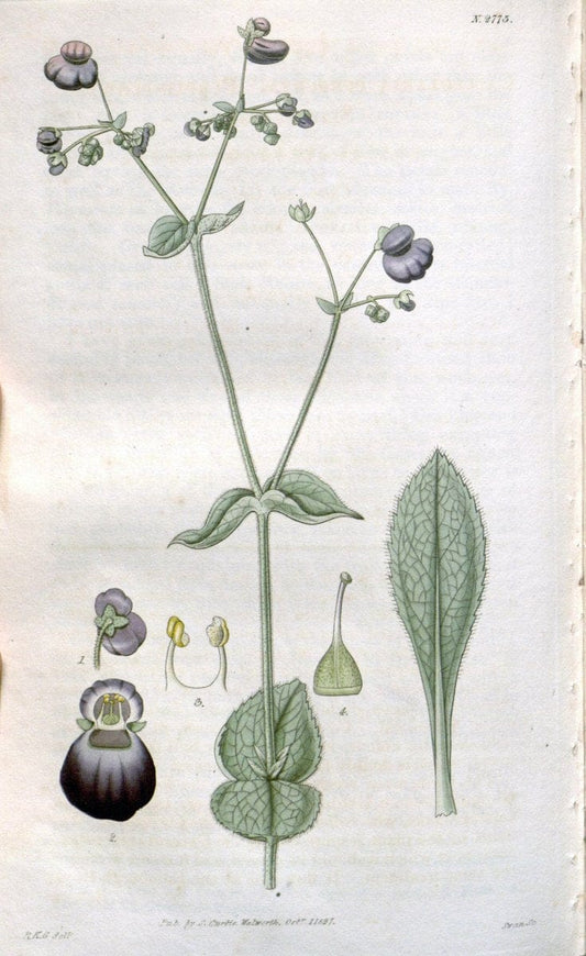 Curtis's botanical magazine. London ;New York [etc.] :Academic Press [etc.]. | Botany Periodicals "Pictorial works"  | Vintage Print Reproduction 455970